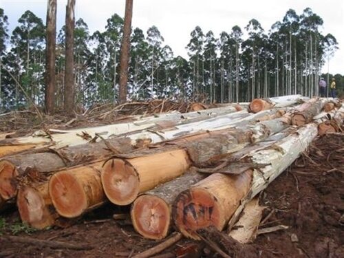 giống cây bạch đàn lấy gỗ