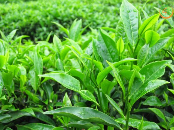 cây chè xanh giống