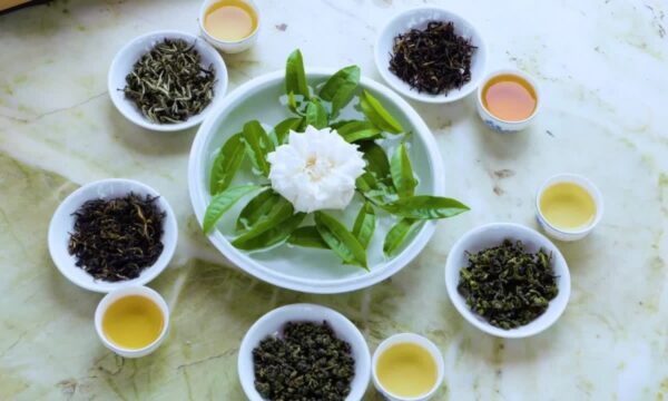 cây chè xanh