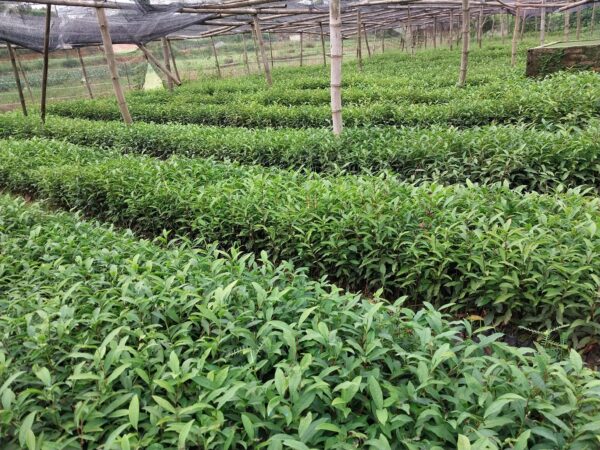 cây giống chè xanh