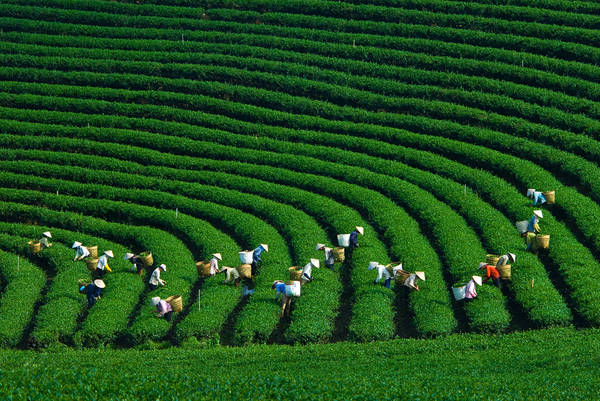cây chè xanh giống