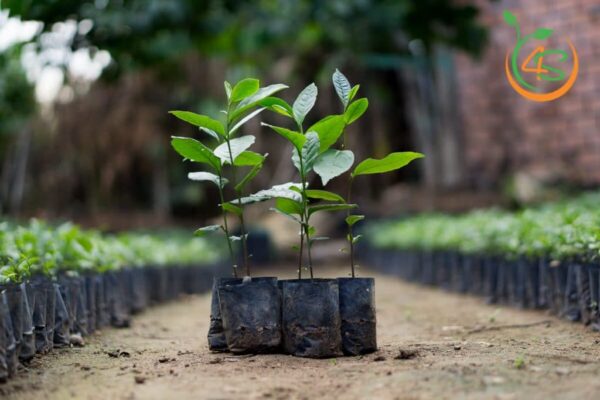 giống cây chè xanh chất lượng