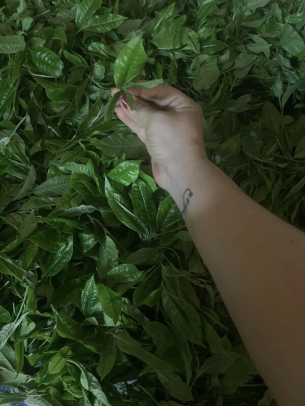 bán cây chè xanh