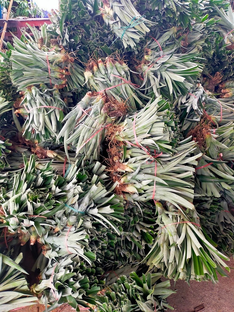 Cây dứa mật giống