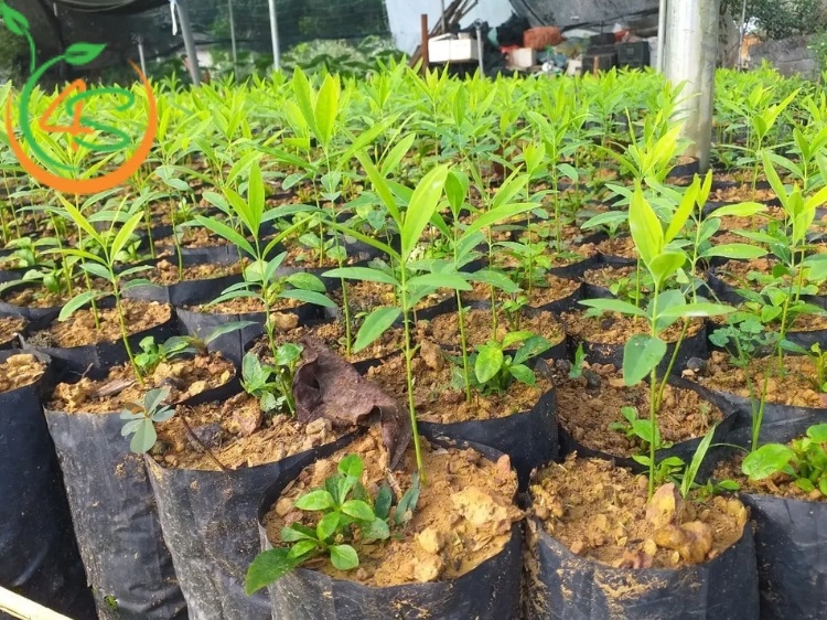 Cây Đàn Hương Trắng 11 giống cây đàn hương trắng ấn độ