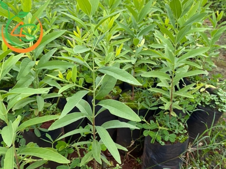Cây Đàn Hương Trắng 7 giống cây đàn hương trắng ấn độ