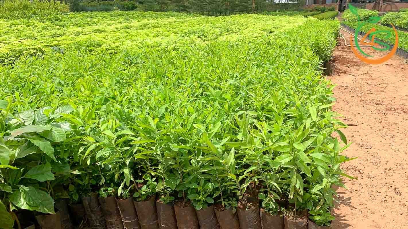 Cây Đàn Hương Trắng 13 Cây giống đàn hương trắng ấn độ