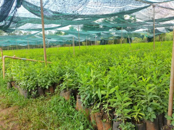 Cây Đàn Hương Trắng 12 Giống cây đàn hương trắng Ấn Độ