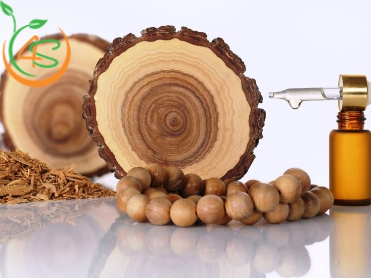 Cây Đàn Hương Trắng 10 cây đàn hương trắng ấn độ