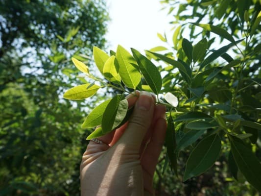 Cây Đàn Hương Trắng 8 cây đàn hương trắng