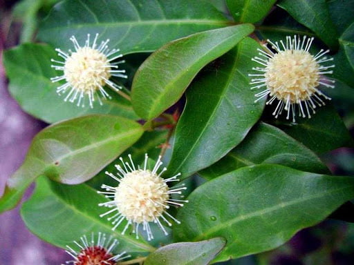 Cây Gáo Trắng 11 hoa gáo trắng