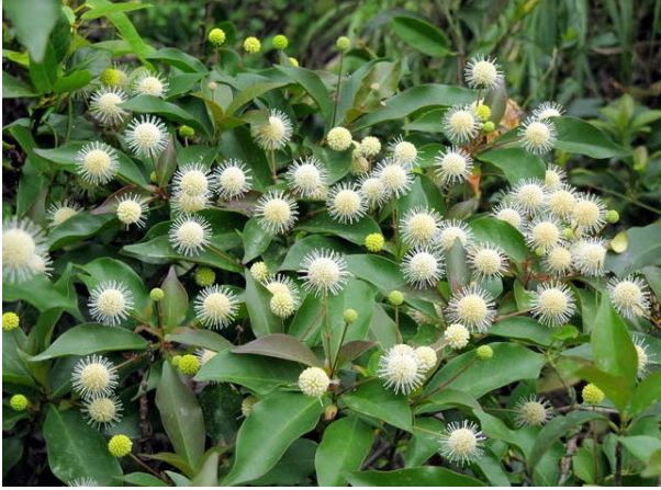 Cây Gáo Trắng 8 hoa cây gáo trắng
