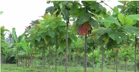 Cây Gáo Trắng 9 gỗ cây gáo trắng