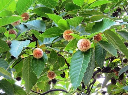 Cây Gáo Vàng (thiên ngân) 9 cây giống thiên ngân