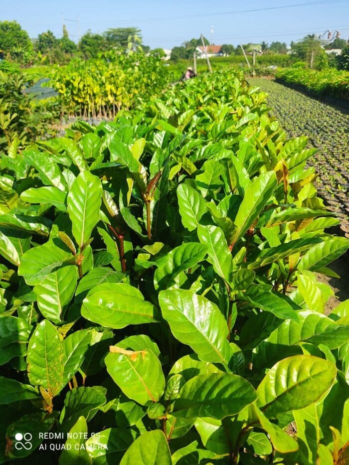 Cây Gáo Vàng (thiên ngân) 12 mua giống cây gáo vàng