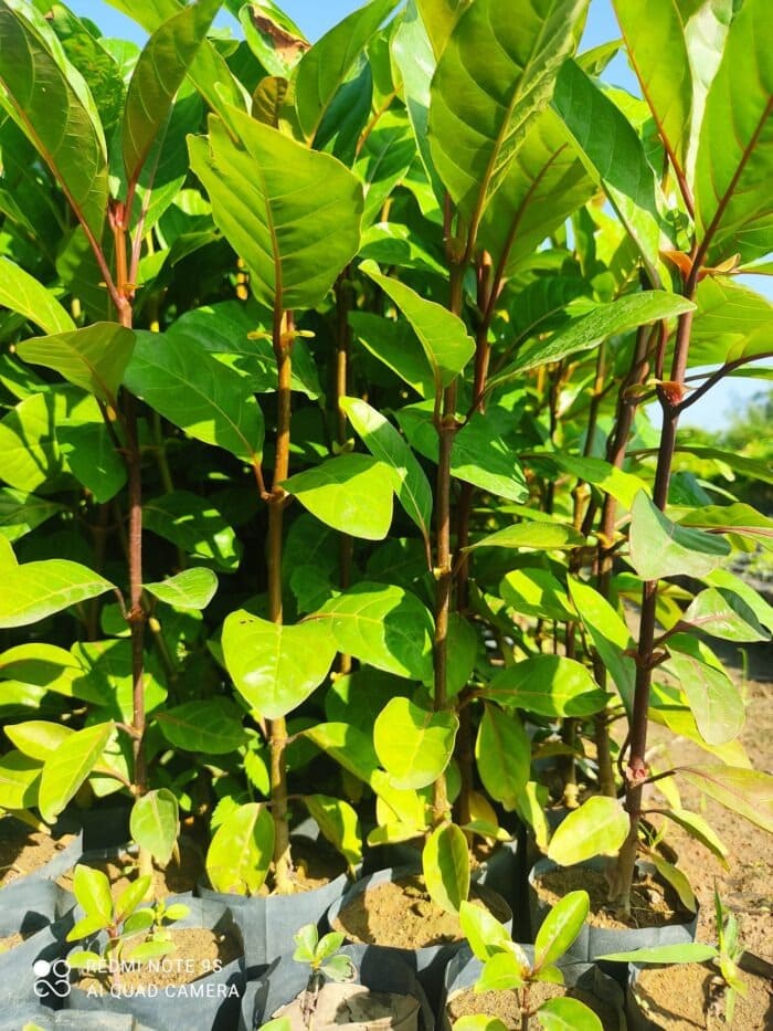 Cây Gáo Vàng (thiên ngân) 11 Cây gáo vàng giống