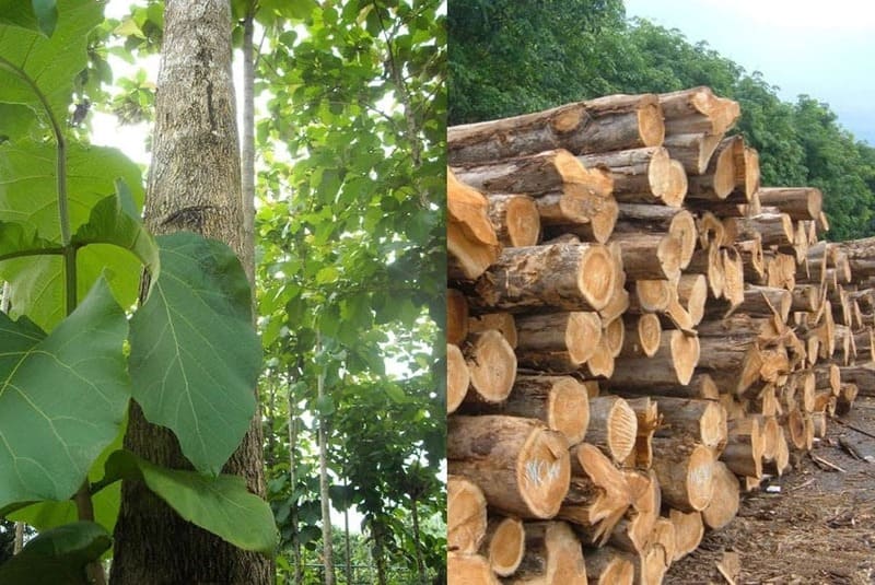 Cây giá tị giá rẻ