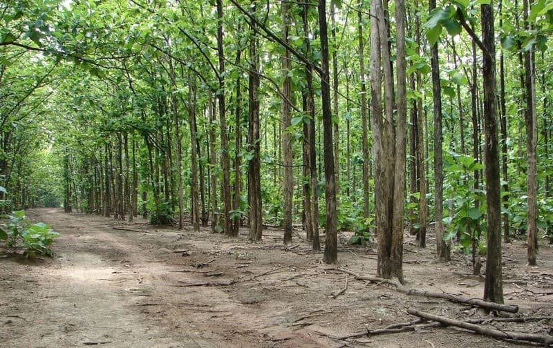 Rừng cây giá tị