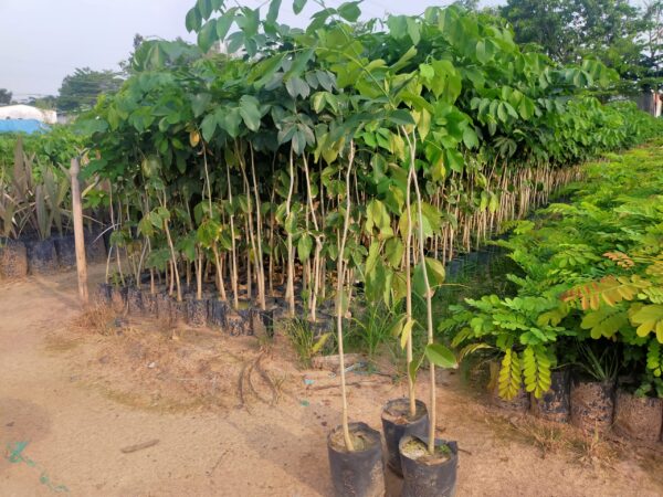 Cây Gõ Đỏ Giống 8 cây gõ đỏ giống