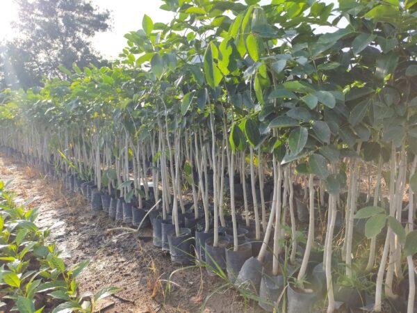 Cây Gõ Đỏ Giống 11 mua giống cây gõ đỏ