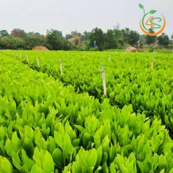 Cây Keo Lai (tràm lai)