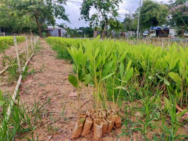 cây keo giống