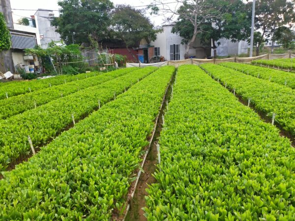 cây keo lai giống