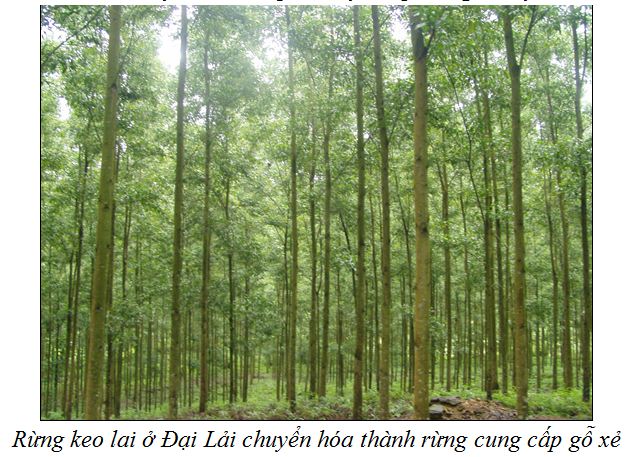 Keo Lai tại Đà Lạt