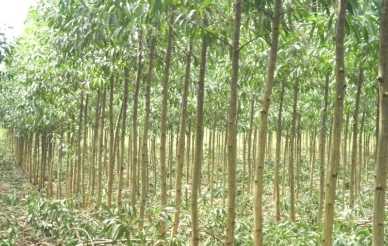 giá giống cây keo lai