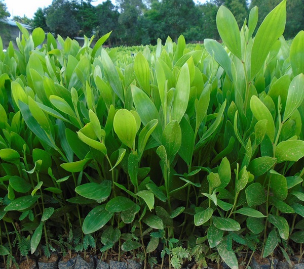 cây keo lai giống
