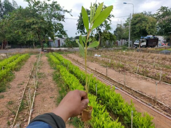 giá cây giống keo lai