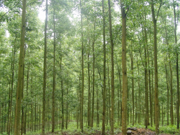 cây keo lai giống