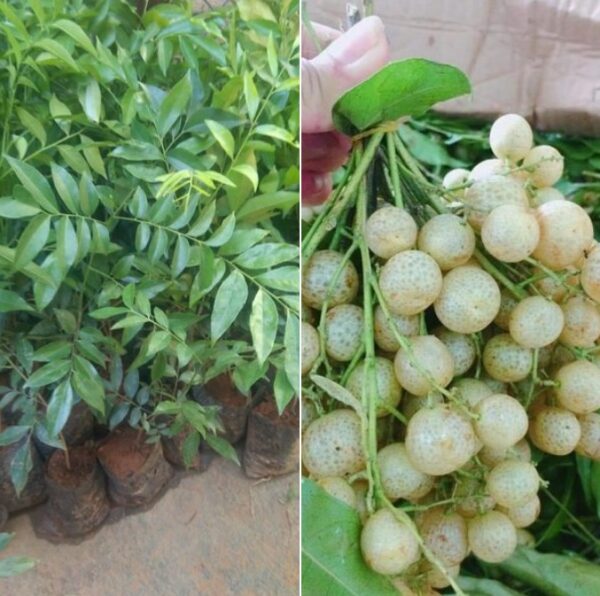 cây giống mắc mật