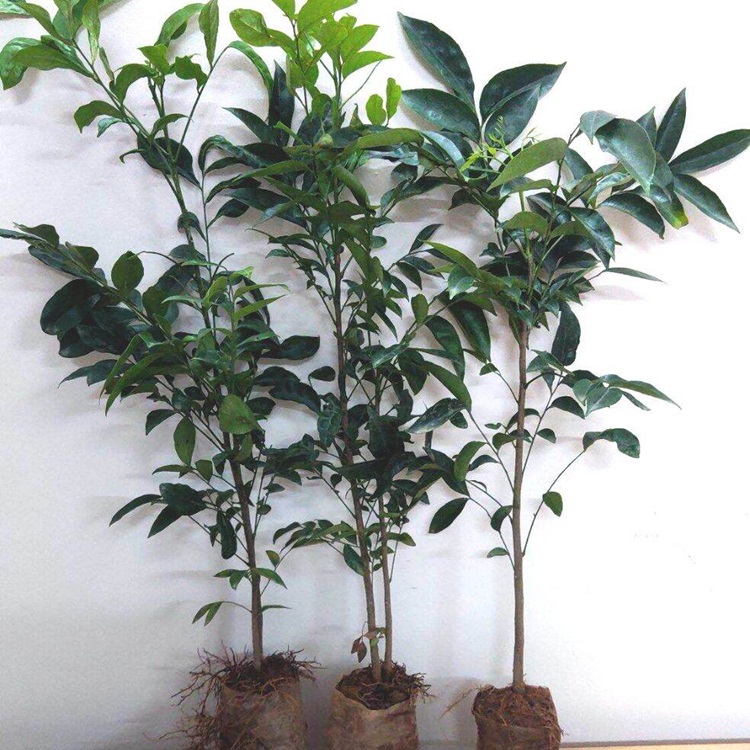 Cây giống mắc mật