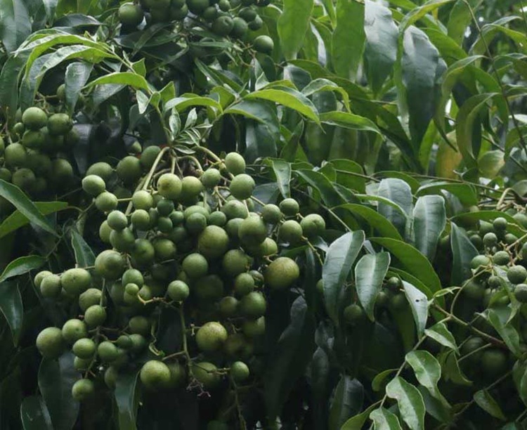 Cây mắc mật rừng