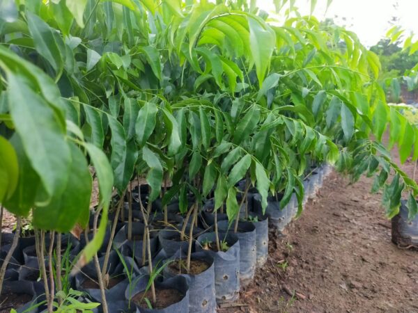 giống cây mắc mật