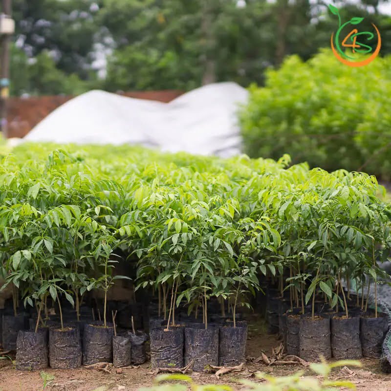 cây giống lá mắc mật