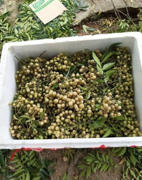 quả mắc mật