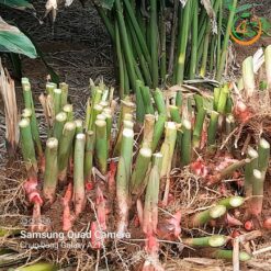 Cây Riềng Đỏ