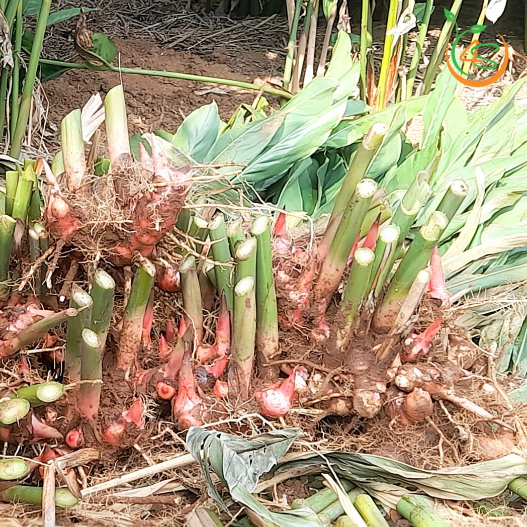 cay rieng do giong 5