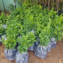 Cây Trắc Đỏ Giống
