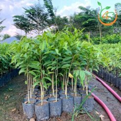 Cây Trầm Hương (dó bầu)