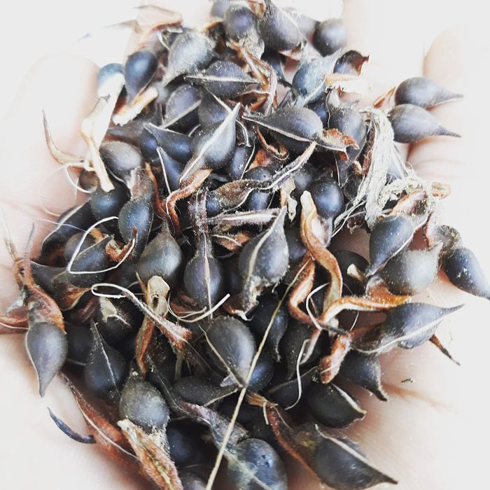 Hạt cây giống gió bầu
