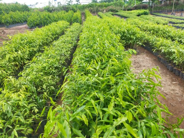 bán cây gió bầu giống