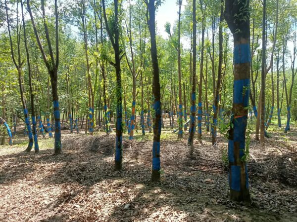 Cây gió bầu trầm hương