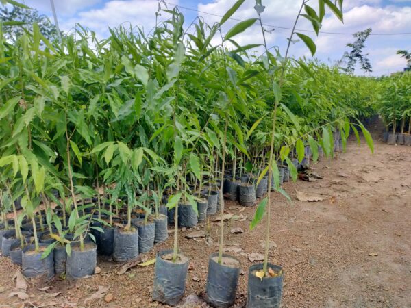 bán cây giống trầm hương
