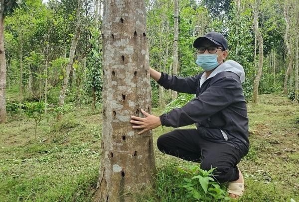 khoan tạo trầm cây gió bầu