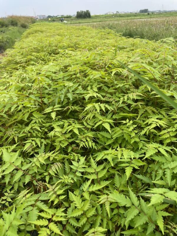 Cây Xoan Đào 10 cây xoan đào giống