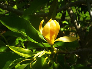 Ngọc lan hoa vàng