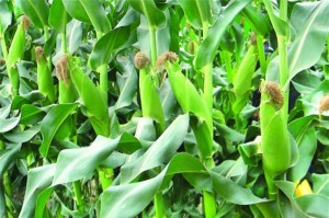 GIỐNG NGÔ NẾP LAI HN88